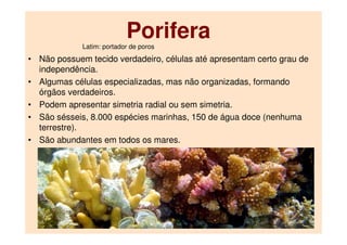 Porifera
• Não possuem tecido verdadeiro, células até apresentam certo grau de
independência.
• Algumas células especializadas, mas não organizadas, formando
órgãos verdadeiros.
• Podem apresentar simetria radial ou sem simetria.
• São sésseis, 8.000 espécies marinhas, 150 de água doce (nenhuma
terrestre).
• São abundantes em todos os mares.
Latim: portador de poros
 