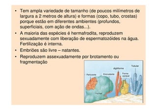 • Tem ampla variedade de tamanho (de poucos milímetros de
largura a 2 metros de altura) e formas (copo, tubo, crostas)
porque estão em diferentes ambientes (profundos,
superficiais, com ação de ondas...).
• A maioria das espécies é hermafrodita, reproduzem
sexuadamente com liberação de espermatozóides na água.
Fertilização é interna.
• Embriões são livre – natantes.
• Reproduzem assexuadamente por brotamento ou
fragmentação
Tubular
Encrustante Forma
variável
digitiforme
Perfurante
 