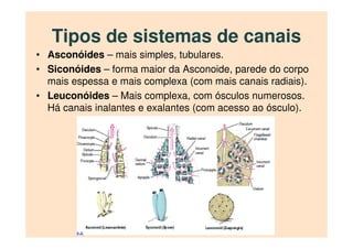 Tipos de sistemas de canais
• Asconóides – mais simples, tubulares.
• Siconóides – forma maior da Asconoide, parede do corpo
mais espessa e mais complexa (com mais canais radiais).
• Leuconóides – Mais complexa, com ósculos numerosos.
Há canais inalantes e exalantes (com acesso ao ósculo).
 