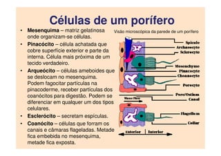 Células de um porífero
• Mesenquima – matriz gelatinosa
onde organizam-se células.
• Pinacócito – célula achatada que
cobre superfície exterior e parte da
interna. Célula mais próxima de um
tecido verdadeiro.
• Arqueócito – células ameboides que
se deslocam no mesenquima.
Podem fagocitar partículas na
pinacoderme, receber partículas dos
coanócitos para digestão. Podem se
diferenciar em qualquer um dos tipos
celulares.
• Esclerócito – secretam espículas.
• Coanócito – células que forram os
canais e câmaras flageladas. Metade
fica embebida no mesenquima,
metade fica exposta.
Visão microscópica da parede de um porífero
 