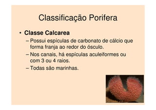 Classificação Porifera
• Classe Calcarea
– Possui espículas de carbonato de cálcio que
forma franja ao redor do ósculo.
– Nos canais, há espículas aculeiformes ou
com 3 ou 4 raios.
– Todas são marinhas.
 