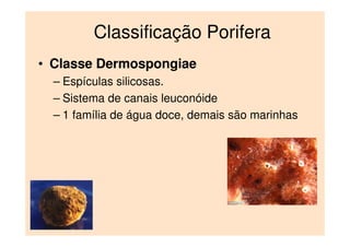 Classificação Porifera
• Classe Dermospongiae
– Espículas silicosas.
– Sistema de canais leuconóide
– 1 família de água doce, demais são marinhas
 