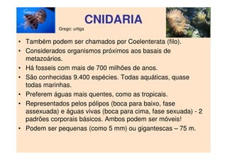 CNIDARIA
• Também podem ser chamados por Coelenterata (filo).
• Considerados organismos próximos aos basais de
metazoários.
• Há fosseis com mais de 700 milhões de anos.
• São conhecidas 9.400 espécies. Todas aquáticas, quase
todas marinhas.
• Preferem águas mais quentes, como as tropicais.
• Representados pelos pólipos (boca para baixo, fase
assexuada) e águas vivas (boca para cima, fase sexuada) - 2
padrões corporais básicos. Ambos podem ser móveis!
• Podem ser pequenas (como 5 mm) ou gigantescas – 75 m.
Grego: urtiga
 