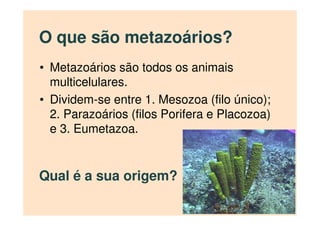 O que são metazoários?
Qual é a sua origem?
• Metazoários são todos os animais
multicelulares.
• Dividem-se entre 1. Mesozoa (filo único);
2. Parazoários (filos Porifera e Placozoa)
e 3. Eumetazoa.
 