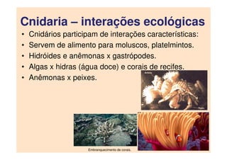 Cnidaria – interações ecológicas
• Cnidários participam de interações características:
• Servem de alimento para moluscos, platelmintos.
• Hidróides e anêmonas x gastrópodes.
• Algas x hidras (água doce) e corais de recifes.
• Anêmonas x peixes.
Embranquecimento de corais.
 