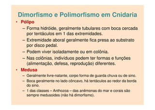 Dimorfismo e Polimorfismo em Cnidaria
• Pólipo
– Forma hidróide, geralmente tubulares com boca cercada
por tentáculos em 1 das extremidades.
– Extremidade aboral geralmente fica presa ao substrato
por disco pedal.
– Podem viver isoladamente ou em colônia.
– Nas colônias, indivíduos podem ter formas e funções
(alimentação, defesa, reprodução) diferentes.
• Medusa
– Geralmente livre-natante, corpo forma de guarda chuva ou de sino.
– Boca geralmente no lado côncavo, há tentáculos ao redor da borda
do sino.
– 1 das classes – Anthozoa – das anêmonas do mar e corais são
sempre medusoides (não há dimorfismo).
 