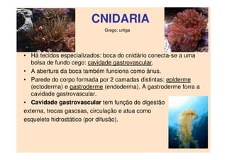 CNIDARIA
• Há tecidos especializados: boca do cnidário conecta-se a uma
bolsa de fundo cego: cavidade gastrovascular.
• A abertura da boca também funciona como ânus.
• Parede do corpo formada por 2 camadas distintas: epiderme
(ectoderma) e gastroderme (endoderma). A gastroderme forra a
cavidade gastrovascular.
• Cavidade gastrovascular tem função de digestão
externa, trocas gasosas, circulação e atua como
esqueleto hidrostático (por difusão).
Grego: urtiga
 