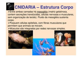 CNIDARIA – Estrutura Corpo
Entre ambas camadas há mesogléia (matriz gelatinosa,
contem secreções translúcidas, células nervosas e musculares,
sem organização de tecido). Fluido da mesogléia sustenta
corpo.
Possuem células epiteliais, com fibras musculares que
permitem que animais se movam.
Músculos são integrados por redes nervosas simples.
 