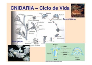 CNIDARIA – Ciclo de Vida
Fase polipo
Fase medusa
 
