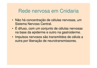 Rede nervosa em Cnidaria
• Não há concentração de células nervosas, um
Sistema Nervoso Central.
• É difuso, com um conjunto de células nervosas
na base da epiderme e outro na gastroderme.
• Impulsos nervosos são transmitidos de célula a
outra por liberação de neurotransmissores.
 