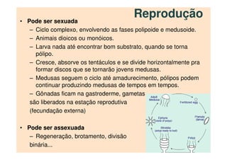 Reprodução• Pode ser sexuada
– Ciclo complexo, envolvendo as fases polipoide e medusoide.
– Animais dioicos ou monóicos.
– Larva nada até encontrar bom substrato, quando se torna
pólipo.
– Cresce, absorve os tentáculos e se divide horizontalmente pra
formar discos que se tornarão jovens medusas.
– Medusas seguem o ciclo até amadurecimento, pólipos podem
continuar produzindo medusas de tempos em tempos.
– Gônadas ficam na gastroderme, gametas
são liberados na estação reprodutiva
(fecundação externa)
• Pode ser assexuada
– Regeneração, brotamento, divisão
binária...
 