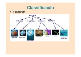 Classificação
• 4 classes:
 