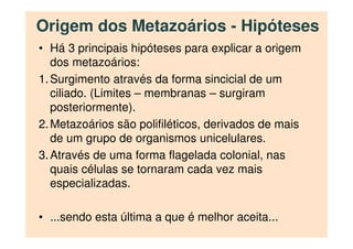 Origem dos Metazoários - Hipóteses
• Há 3 principais hipóteses para explicar a origem
dos metazoários:
1.Surgimento através da forma sincicial de um
ciliado. (Limites – membranas – surgiram
posteriormente).
2.Metazoários são polifiléticos, derivados de mais
de um grupo de organismos unicelulares.
3.Através de uma forma flagelada colonial, nas
quais células se tornaram cada vez mais
especializadas.
• ...sendo esta última a que é melhor aceita...
 