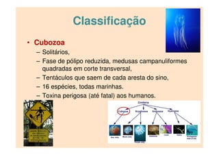 Classificação
• Cubozoa
– Solitários,
– Fase de pólipo reduzida, medusas campanuliformes
quadradas em corte transversal,
– Tentáculos que saem de cada aresta do sino,
– 16 espécies, todas marinhas.
– Toxina perigosa (até fatal) aos humanos.
 