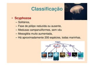 Classificação
• Scyphozoa
– Solitários,
– Fase de pólipo reduzida ou ausente,
– Medusas campanuliformes, sem véu
– Mesogléia muito aumentada,
– Há aproximadamente 200 espécies, todas marinhas.
 