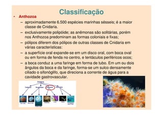 Classificação
• Anthozoa
– aproximadamente 6.500 espécies marinhas sésseis; é a maior
classe de Cnidaria.
– exclusivamente polipóide; as anêmonas são solitárias, porém
nos Anthozoa predominam as formas coloniais e fixas;
– pólipos diferem dos pólipos de outras classes de Cnidaria em
várias características:
– a superfície oral expande-se em um disco oral, com boca oval
ou em forma de fenda no centro, e tentáculos periféricos ocos;
– a boca conduz a uma faringe em forma de tubo. Em um ou dois
ângulos da boca e da faringe, forma-se um sulco densamente
ciliado o sifonóglifo, que direciona a corrente de água para a
cavidade gastrovascular.
 