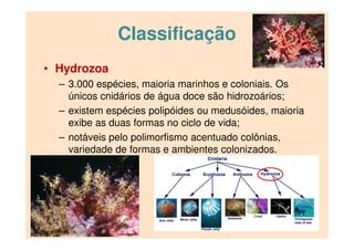 Classificação
• Hydrozoa
– 3.000 espécies, maioria marinhos e coloniais. Os
únicos cnidários de água doce são hidrozoários;
– existem espécies polipóides ou medusóides, maioria
exibe as duas formas no ciclo de vida;
– notáveis pelo polimorfismo acentuado colônias,
variedade de formas e ambientes colonizados.
 