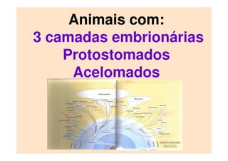 Animais com:
3 camadas embrionárias
Protostomados
Acelomados
 