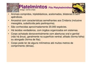 Platelmintos Filo Platyhelminthes
• Animais compridos, triploblásticos, acelomados, bilaterais e sem
apêndices.
• Ancestral com características semelhantes aos Cnidaria (inclusive
mesogléia, substituída pelo parênquima).
• São conhecidas aproximadamente 20.000 espécies.
• Há tecidos verdadeiros, com órgãos organizados em sistemas.
• Corpo achatado dorsoventralmente com aberturas oral e genital
(não há ânus), geralmente na superfície ventral; afilado (forma folha)
ou alongado (forma de fita);
• Corpo pode ter de alguns milímetros até muitos metros de
comprimento (tênias).
Grego: verme chato
 
