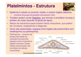 Platelmintos - Estrutura
• Epiderme é celular ou sincicial, ciliada, e contem órgãos adesivos.
– ...membros de grupos de parasitas não possuem cílios.
• Também podem conter Rabditos, que formam o envoltório mucoso e
protetor do corpo (quando há perda de água).
• Abaixo da membrana basal existem fibras musculares, que podem
ser circulares, longitudinais e diagonais.
• Como são acelomados, espaços entre órgãos são preenchidos com
mesênquima (ou parênquima).
Corte transversal de uma planária.
• Parênquima – conjunto de
células derivadas do
mesoderme preenche
espaços entre músculos e
órgãos viscerais. Essas
células são porções não
contráteis de células
musculares.
 