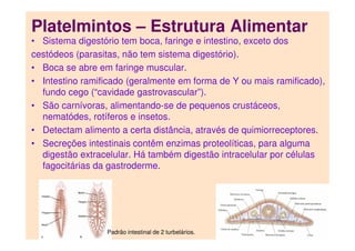 Platelmintos – Estrutura Alimentar
• Sistema digestório tem boca, faringe e intestino, exceto dos
cestódeos (parasitas, não tem sistema digestório).
• Boca se abre em faringe muscular.
• Intestino ramificado (geralmente em forma de Y ou mais ramificado),
fundo cego (“cavidade gastrovascular”).
• São carnívoras, alimentando-se de pequenos crustáceos,
nematódes, rotíferos e insetos.
• Detectam alimento a certa distância, através de quimiorreceptores.
• Secreções intestinais contêm enzimas proteolíticas, para alguma
digestão extracelular. Há também digestão intracelular por células
fagocitárias da gastroderme.
Padrão intestinal de 2 turbelários.
 