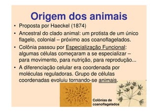 Origem dos animais
• Proposta por Haeckel (1874)
• Ancestral do clado animal: um protista de um único
flagelo, colonial – próximo aos coanoflagelados.
• Colônia passou por Especialização Funcional:
algumas células começaram a se especializar –
para movimento, para nutrição, para reprodução...
• A diferenciação celular era coordenada por
moléculas reguladoras. Grupo de células
coordenadas evoluiu tornando-se animais.
Colônias de
coanoflagelados
 