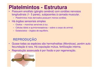 Platelmintos - Estrutura
• Possuem encéfalo (gânglio cerebral) com cordões nervosos
longitudinais (1- 5 pares), subjacentes à camada muscular.
– Platelmintos mais derivados possuem menos cordões.
• Há órgãos sensoriais simples
– Ocelos – manchas sensíveis à luz.
– Células táteis e quimiorreceptoras – sobre o corpo do animal.
– Estatocistos – órgãos de equilíbrio.
REPRODUÇÃO
• Quase todas as espécies são hermafroditas (Monóicas), porém auto
fecundação é rara. Há copulação mútua, fertilização interna.
• Reprodução assexuada é por fissão e por regeneração.
 