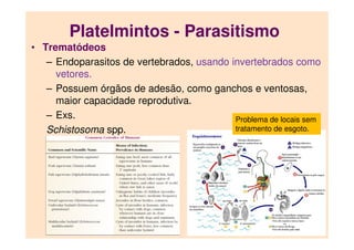 Platelmintos - Parasitismo
• Trematódeos
– Endoparasitos de vertebrados, usando invertebrados como
vetores.
– Possuem órgãos de adesão, como ganchos e ventosas,
maior capacidade reprodutiva.
– Exs.
Schistosoma spp.
Problema de locais sem
tratamento de esgoto.
 