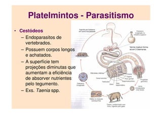 • Cestódeos
– Endoparasitos de
vertebrados.
– Possuem corpos longos
e achatados.
– A superfície tem
projeções diminutas que
aumentam a eficiência
de absorver nutrientes
pelo tegumento.
– Exs. Taenia spp.
Platelmintos - Parasitismo
Verme maduro forma-
se em 2-3semanas.
 