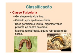Classificação
• Classe Turbelaria
– Geralmente de vida livre,
– Cobertos por epiderme ciliada,
– Boca geralmente ventral, algumas vezes
próxima ao centro do corpo.
– Maioria hermafrodita, alguns reproduzem por
fissão.
 