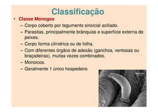 Classificação
• Classe Monogea
– Corpo coberto por tegumento sincicial aciliado.
– Parasitas, principalmente brânquias e superfície externa de
peixes.
– Corpo forma cilíndrica ou de folha.
– Com diferentes órgãos de adesão (ganchos, ventosas ou
braçadeiras), muitas vezes combinados.
– Monoicos.
– Geralmente 1 único hospedeiro
 