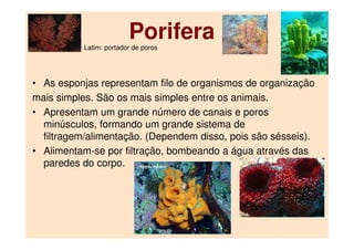 Porifera
• As esponjas representam filo de organismos de organização
mais simples. São os mais simples entre os animais.
• Apresentam um grande número de canais e poros
minúsculos, formando um grande sistema de
filtragem/alimentação. (Dependem disso, pois são sésseis).
• Alimentam-se por filtração, bombeando a água através das
paredes do corpo.
Latim: portador de poros
 