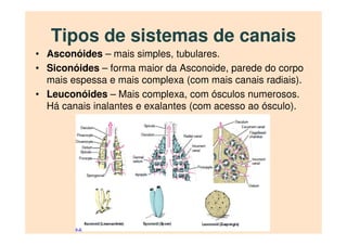 Tipos de sistemas de canais
• Asconóides – mais simples, tubulares.
• Siconóides – forma maior da Asconoide, parede do cor...