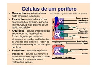 Células de um porífero
• Mesenquima – matriz gelatinosa
onde organizam-se células.
• Pinacócito – célula achatada que
cobr...