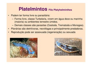 Platelmintos Filo Platyhelminthes
• Podem ter forma livre ou parasitária:
– Forma livre, classe Turbelaria, vivem em água ...