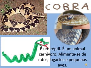É um réptil. É um animal
carnívoro. Alimenta-se de
ratos, lagartos e pequenas
           aves.
 