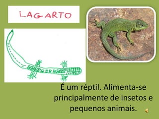 É um réptil. Alimenta-se
principalmente de insetos e
     pequenos animais.
 