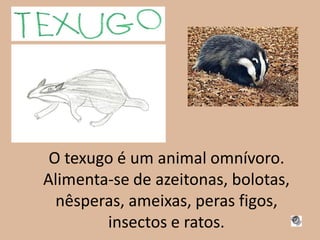 O texugo é um animal omnívoro.
Alimenta-se de azeitonas, bolotas,
  nêsperas, ameixas, peras figos,
        insectos e ratos.
 