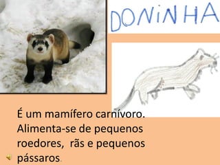 É um mamífero carnívoro.
Alimenta-se de pequenos
roedores, rãs e pequenos
pássaros.
 