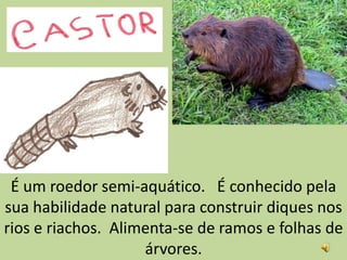 É um roedor semi-aquático. É conhecido pela
sua habilidade natural para construir diques nos
rios e riachos. Alimenta-se de ramos e folhas de
                    árvores.
 
