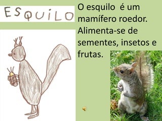 O esquilo é um
mamífero roedor.
Alimenta-se de
sementes, insetos e
frutas.
 