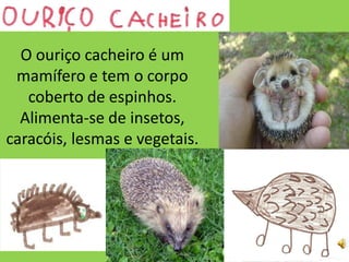 O ouriço cacheiro é um
 mamífero e tem o corpo
   coberto de espinhos.
  Alimenta-se de insetos,
caracóis, lesmas e vegetais.
 