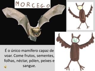 É o único mamífero capaz de
voar. Come frutos, sementes,
folhas, néctar, pólen, peixes e
           sangue.
 