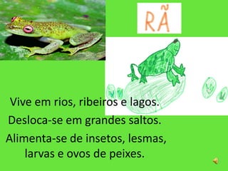 Vive em rios, ribeiros e lagos.
Desloca-se em grandes saltos.
Alimenta-se de insetos, lesmas,
    larvas e ovos de peixes.
 
