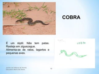 COBRA

É um réptil. Não tem patas.
Rasteja em ziguezague.
Alimenta-se de ratos, lagartos e
pequenas aves.

Jardim de Infância de Vermil.
Educadora Maria das Dores

10

 