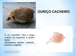 OURIÇO CACHEIRO

É um mamífero. Tem o corpo
coberto de espinhos e quatro
patas.
Alimenta-se insetos, caracóis,
lesmas e vegetais.
Jardim de Infância de Vermil.
Educadora Maria das Dores

3

 