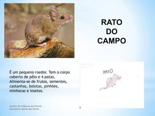RATO
DO
CAMPO

É um pequeno roedor. Tem o corpo
coberto de pêlo e 4 patas.
Alimenta-se de frutos, sementes,
castanhas, bolotas, pinhões,
minhocas e insetos.

Jardim de Infância de Vermil.
Educadora Maria das Dores

8

 
