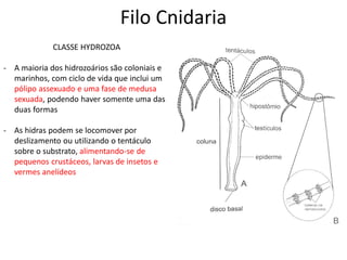 Filo Cnidaria
CLASSE HYDROZOA
- A maioria dos hidrozoários são coloniais e
marinhos, com ciclo de vida que inclui um
pólipo assexuado e uma fase de medusa
sexuada, podendo haver somente uma das
duas formas
- As hidras podem se locomover por
deslizamento ou utilizando o tentáculo
sobre o substrato, alimentando-se de
pequenos crustáceos, larvas de insetos e
vermes anelídeos
 