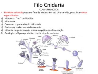Filo Cnidaria
CLASSE HYDROZOA
- Hidróides coloniais possuem fase de medusa em seu ciclo de vida, possuindo ramos
especializados:
a) Hidrorriza: “raiz” do hidróide
b) Hidrocaule
c) Cenossarco: parte viva do hidrocaule
d) Perissarco: corbertura do hidrocaule
e) Hidrante ou gastrozoóide: zoóide ou pólipo de alimentação
f) Gonângio: pólipo reprodutivo com brotos de medusas
 