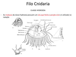 Filo Cnidaria
CLASSE HYDROZOA
- As medusas da classe hydrozoa possuem um véu que fecha a porção oral e é utilizado na
natação
 